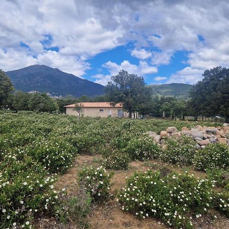 Domaine U Filanciu - Casa Chiara - Centru Di Corsica Villa Moltifao Eksteriør billede