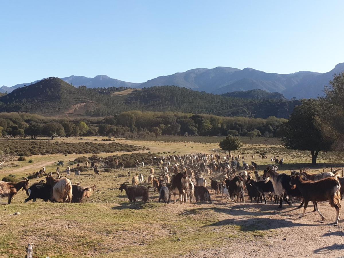 Domaine U Filanciu - Casa Chiara - Centru Di Corsica Villa Moltifao Eksteriør billede