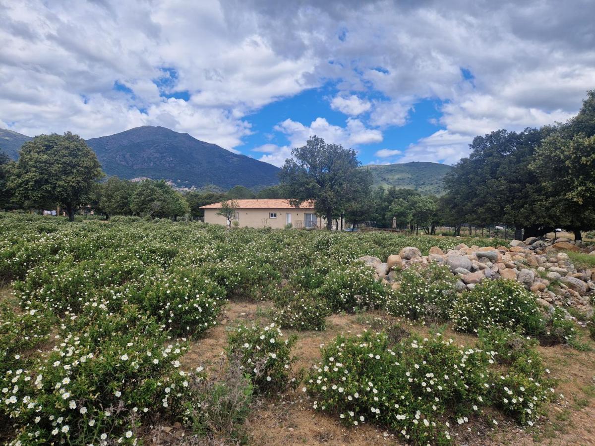 Domaine U Filanciu - Casa Chiara - Centru Di Corsica Villa Moltifao Eksteriør billede